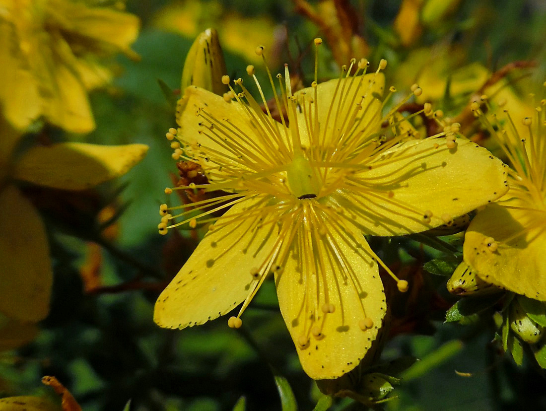 Изображение особи Hypericum perforatum.