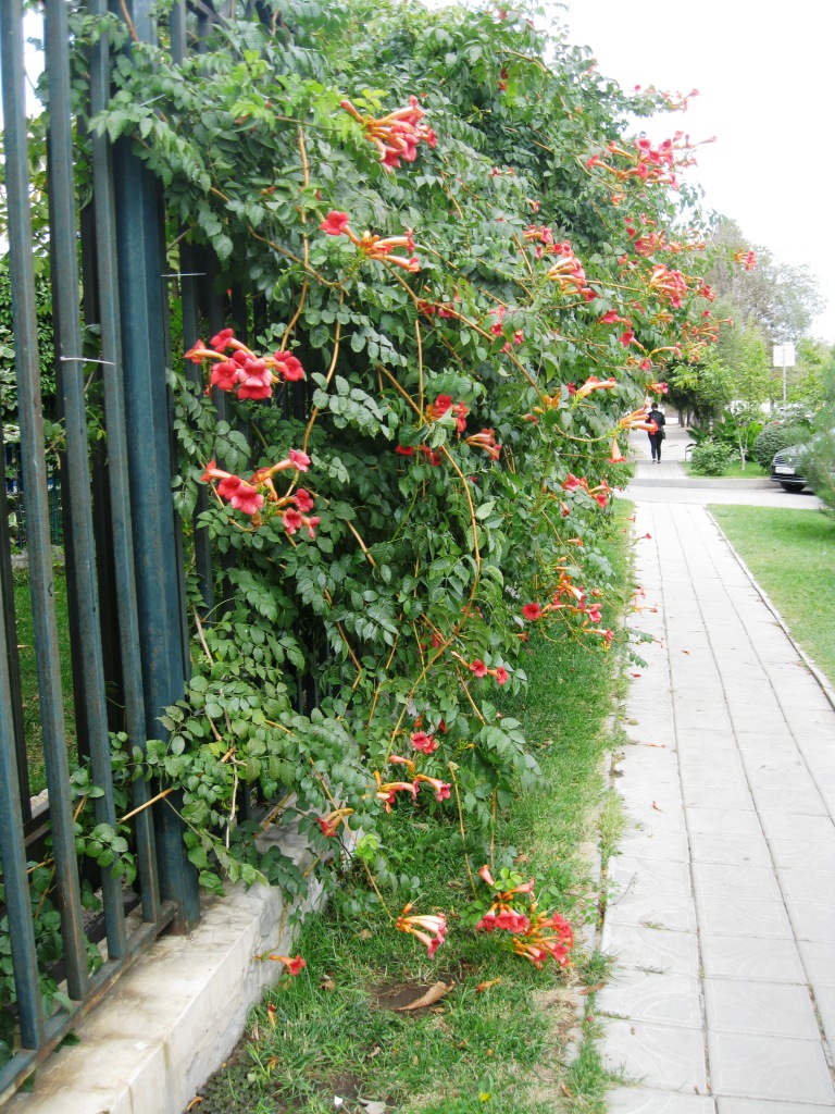 Image of Campsis radicans specimen.