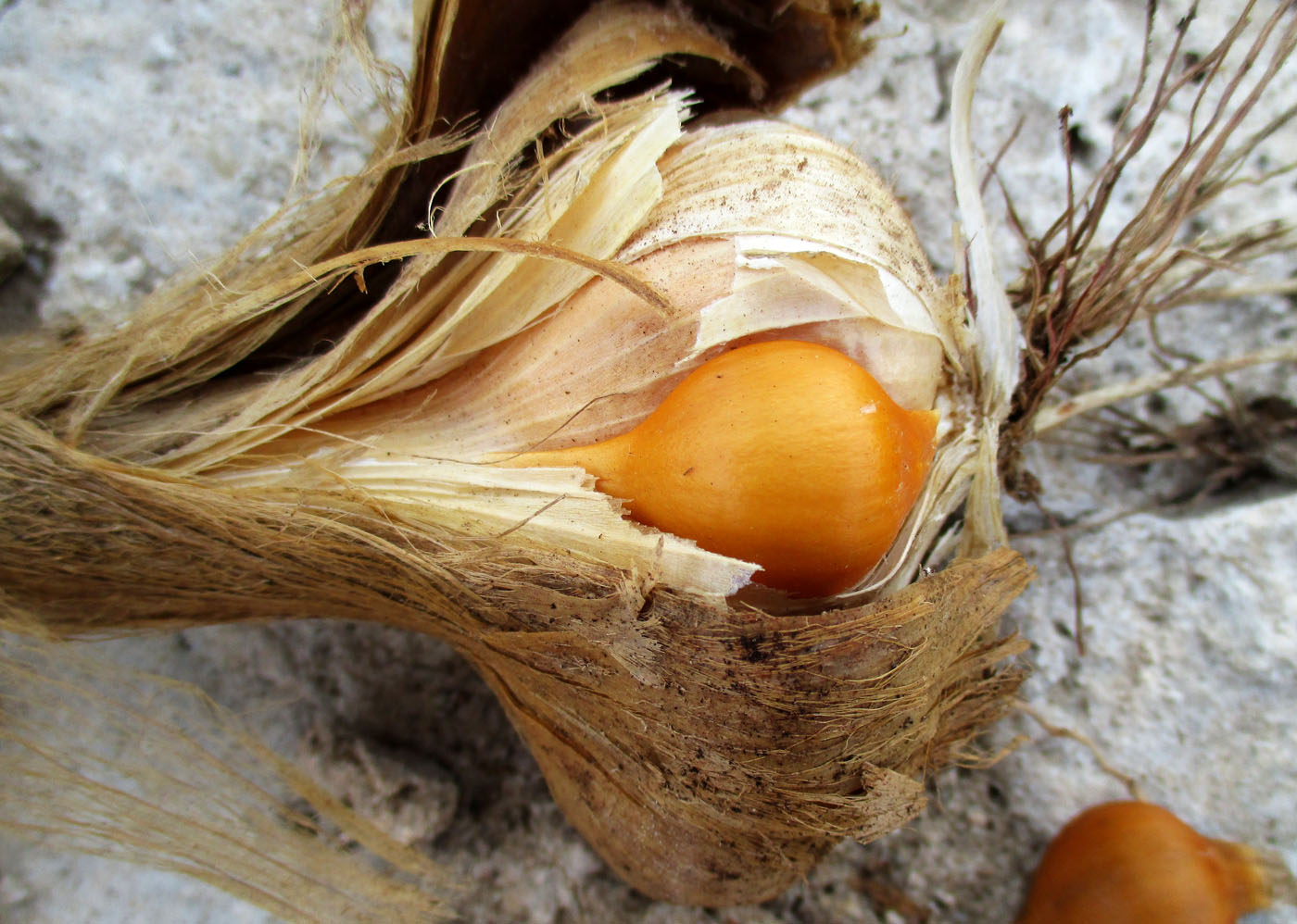 Image of Allium ampeloprasum specimen.