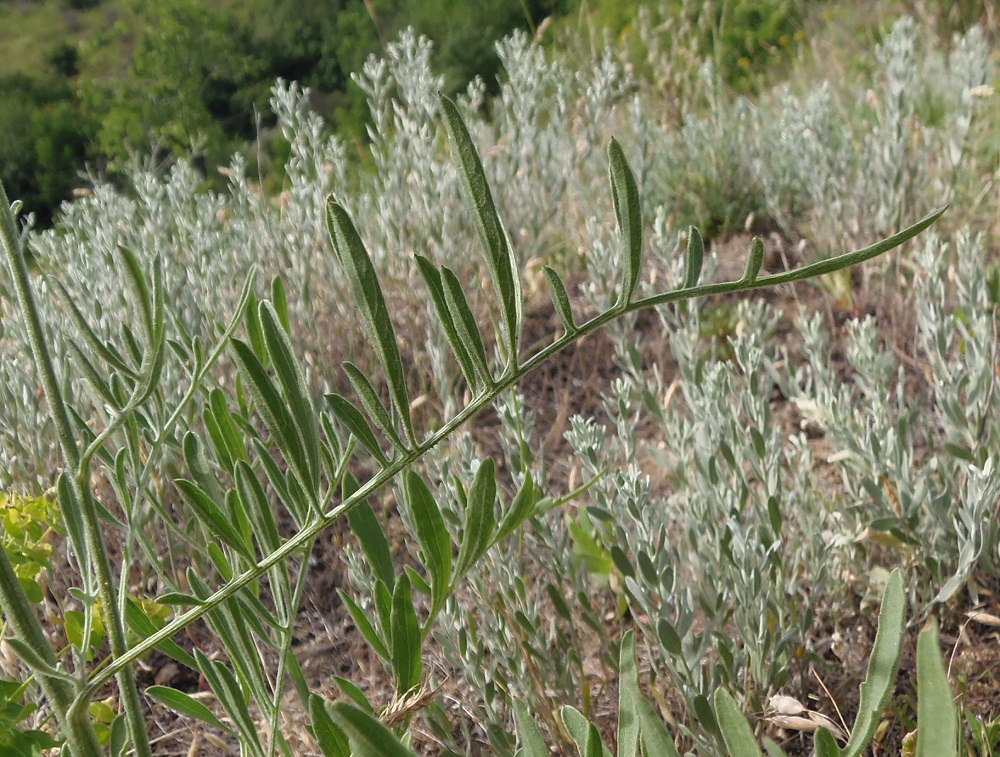 Image of Centaurea salonitana specimen.