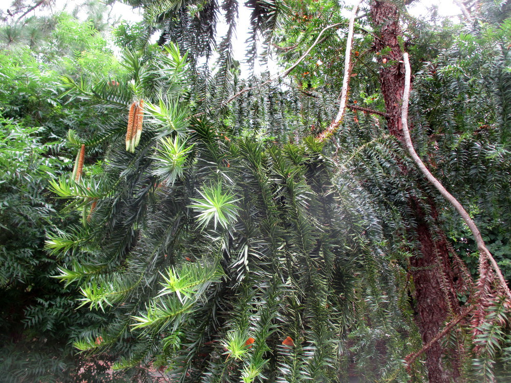 Image of Araucaria hunsteinii specimen.