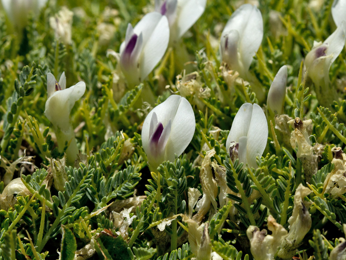 Изображение особи Astragalus angustifolius.