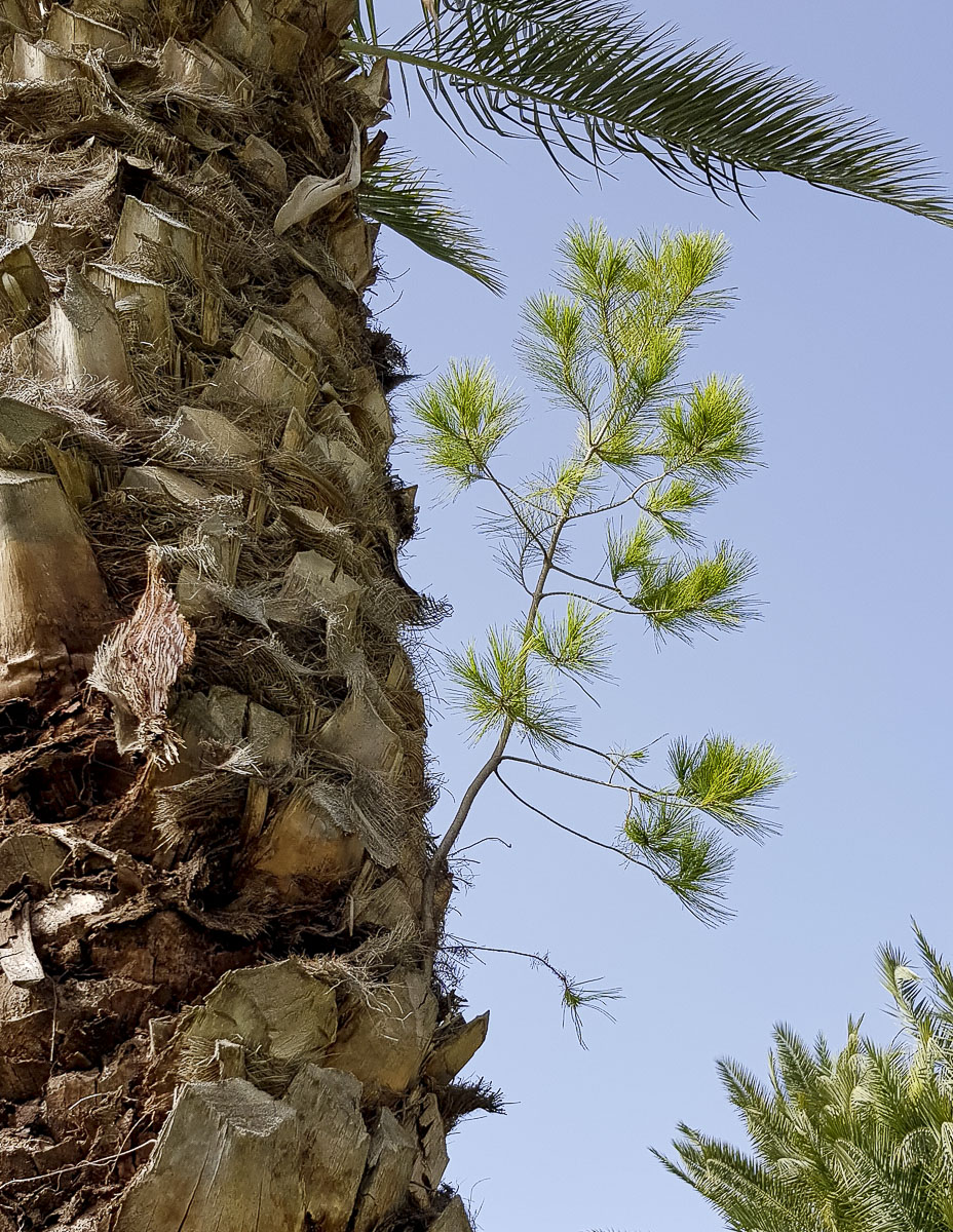 Image of genus Pinus specimen.