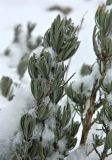 Lavandula pedunculata. Верхушка веточки покоящегося растения. Испания, Центральная Кордильера, национальный парк Сьерра-де-Гуадаррама, гора Абантос, ок. 1600 м н.у.м. Январь.