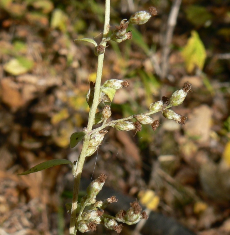 Изображение особи Artemisia stolonifera.