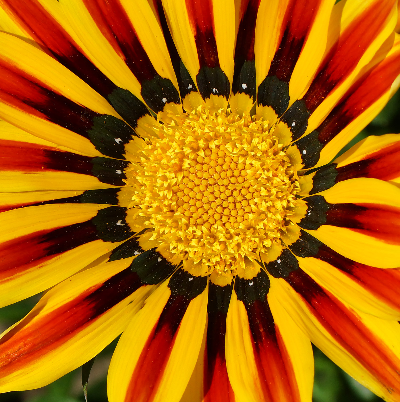 Изображение особи Gazania rigens.