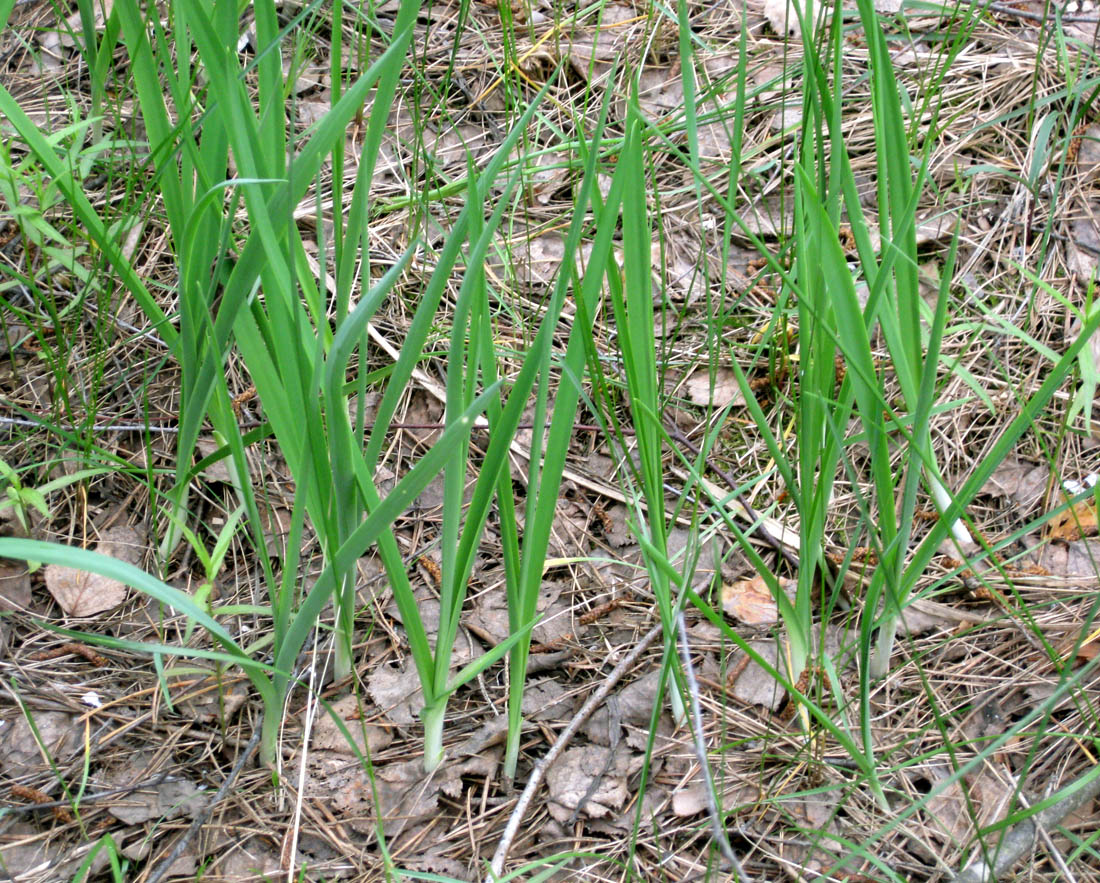 Image of Anthericum ramosum specimen.