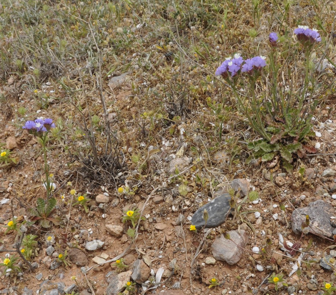 Image of Limonium sinuatum specimen.