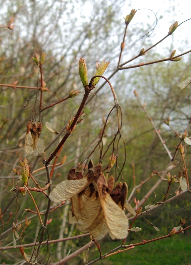 Image of Acer tataricum specimen.