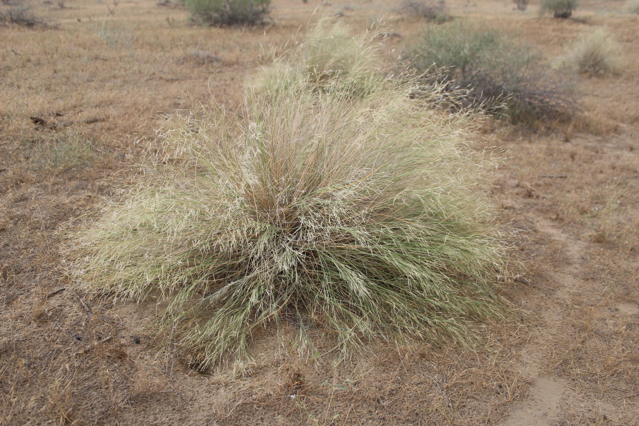Изображение особи Stipagrostis pennata.