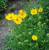 Coreopsis grandiflora. Цветущее растение. Краснодарский край, Кущёвский р-н, станица Шкуринская, в культуре. 02.06.2010.