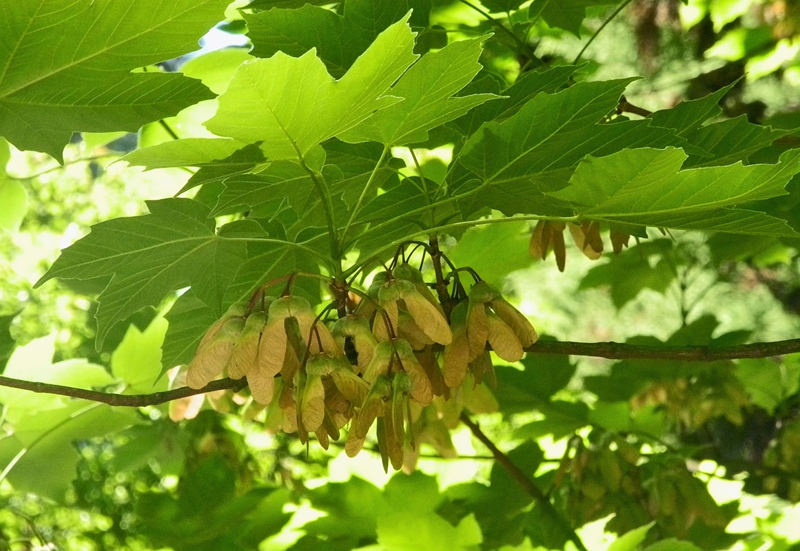 Image of Acer diabolicum specimen.