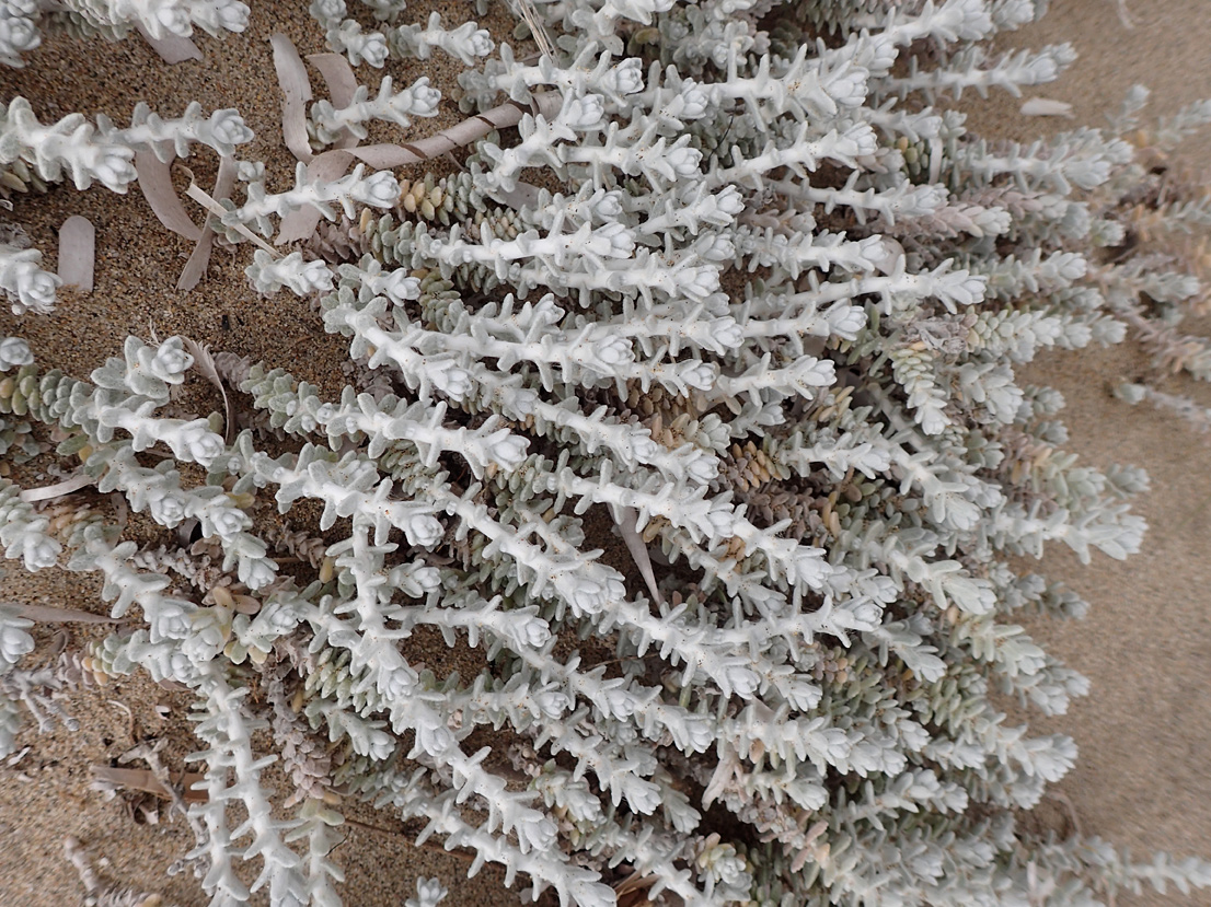 Image of Otanthus maritimus specimen.