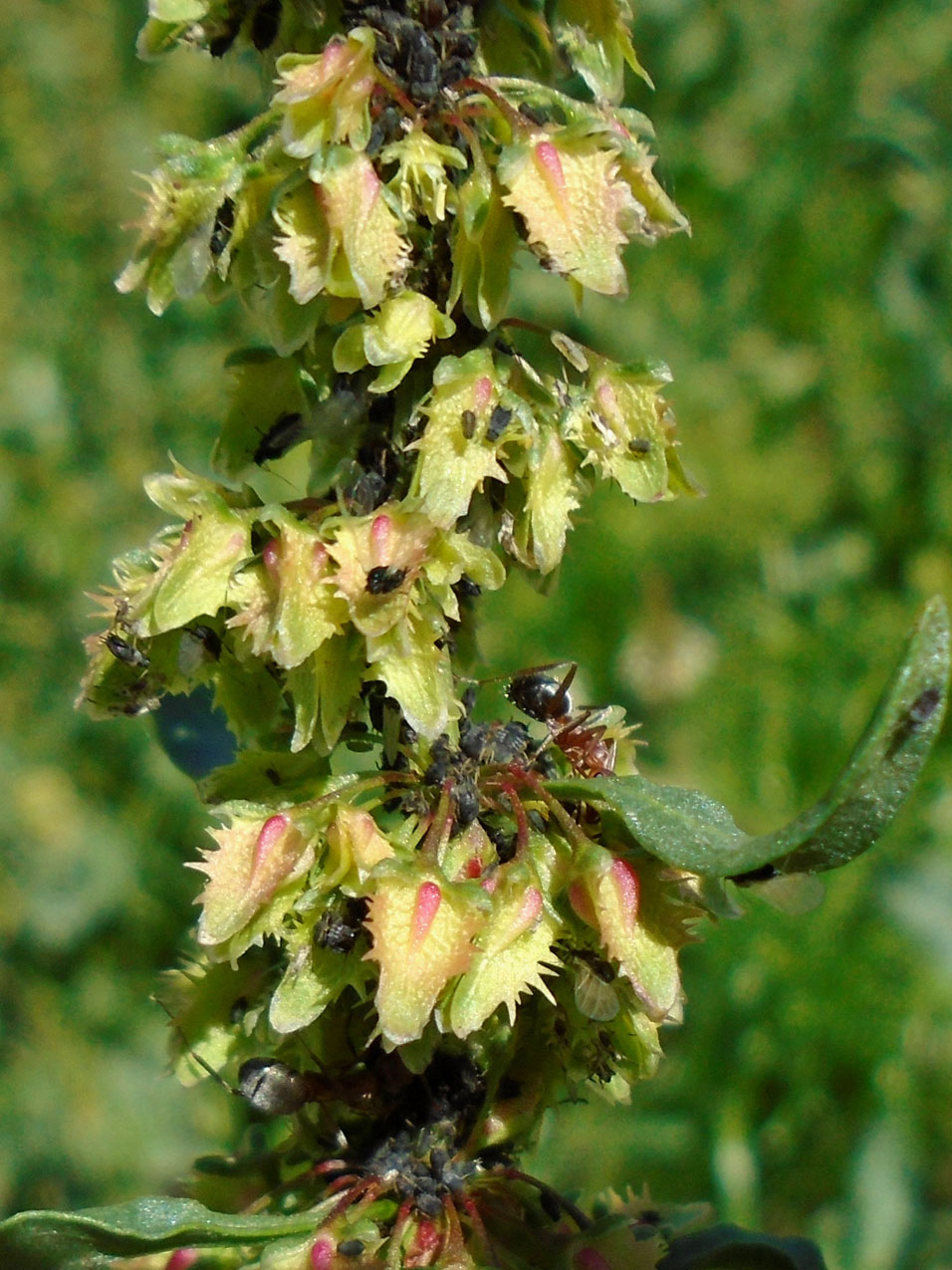 Image of Rumex chalepensis specimen.