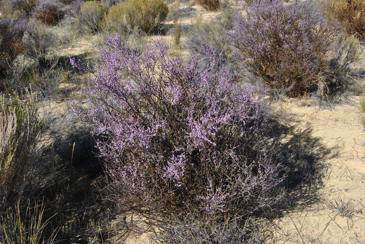 Image of Muraltia spinosa specimen.