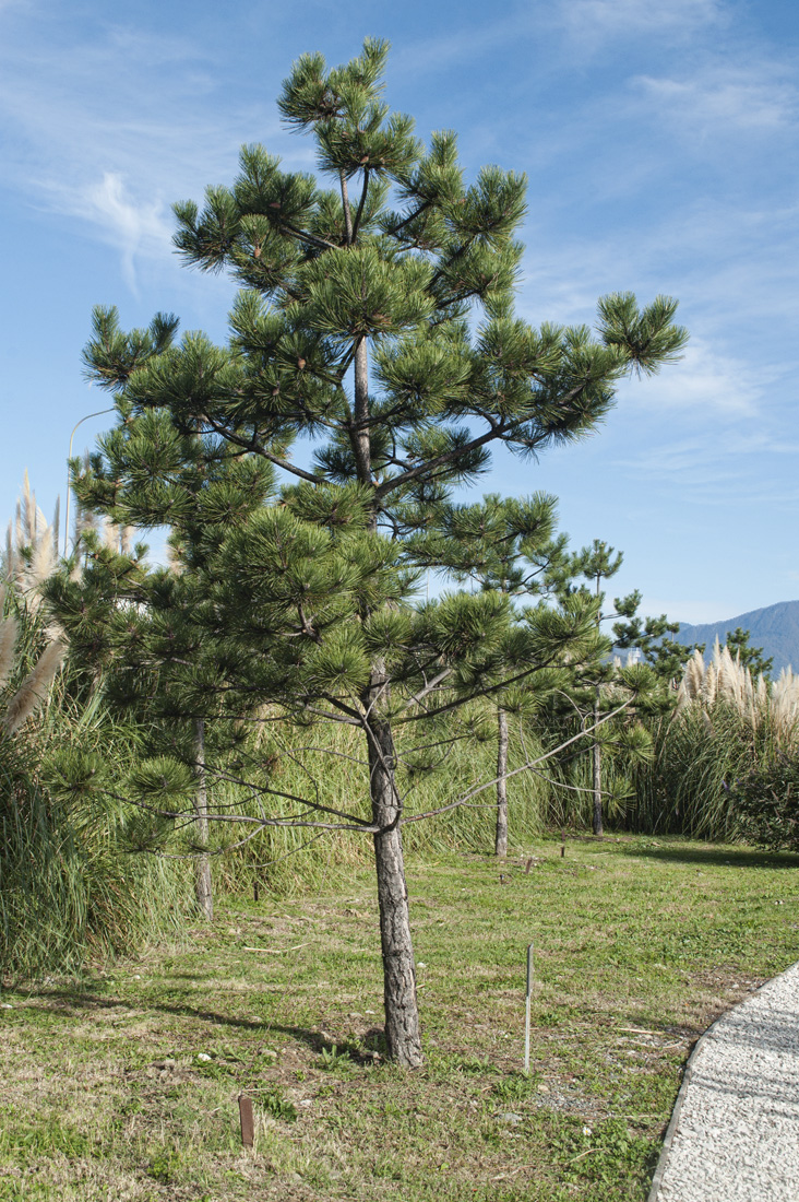 Image of genus Pinus specimen.