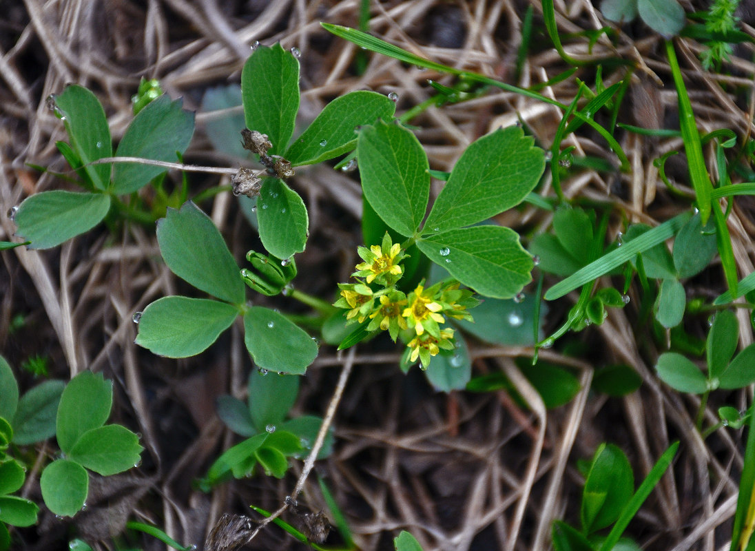 Image of Sibbaldia procumbens specimen.