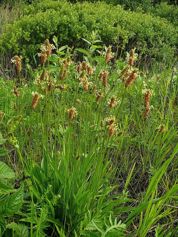 Image of Plantago lanceolata specimen.