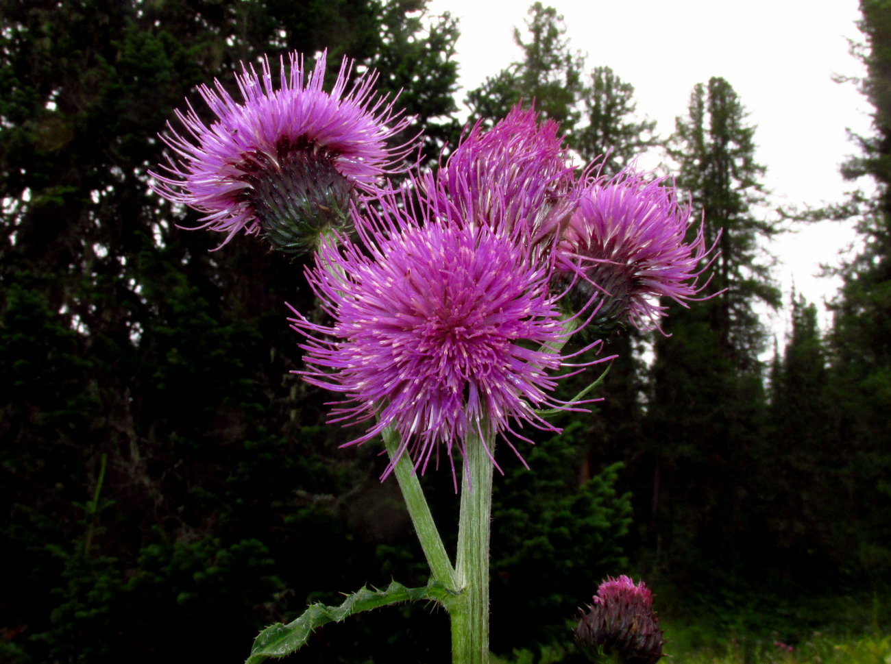 Image of Cirsium helenioides specimen.