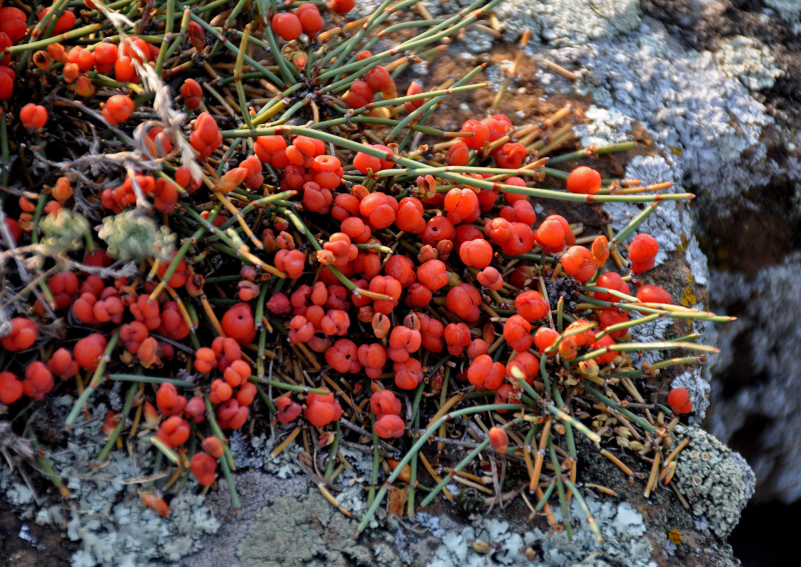 Image of Ephedra monosperma specimen.