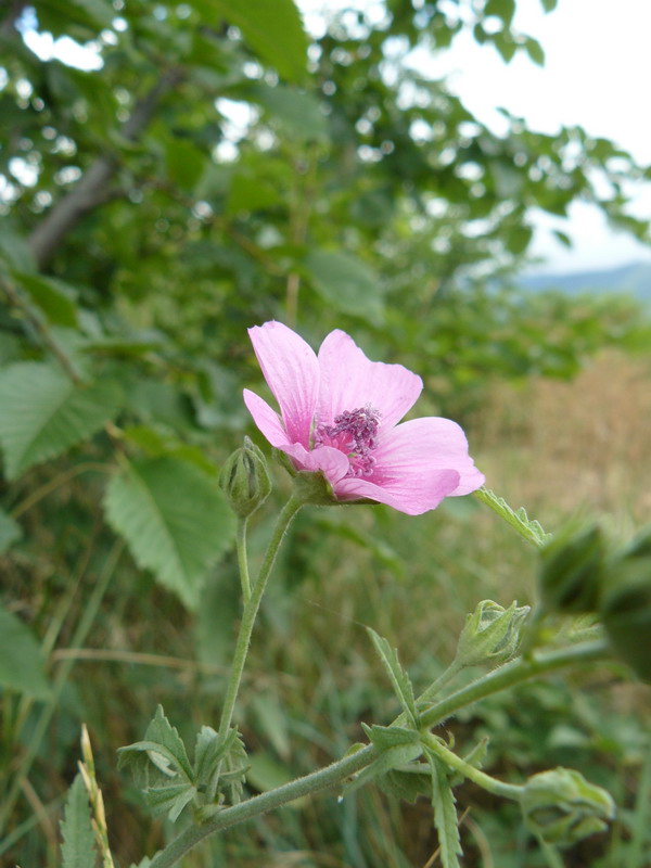 Изображение особи Althaea narbonensis.