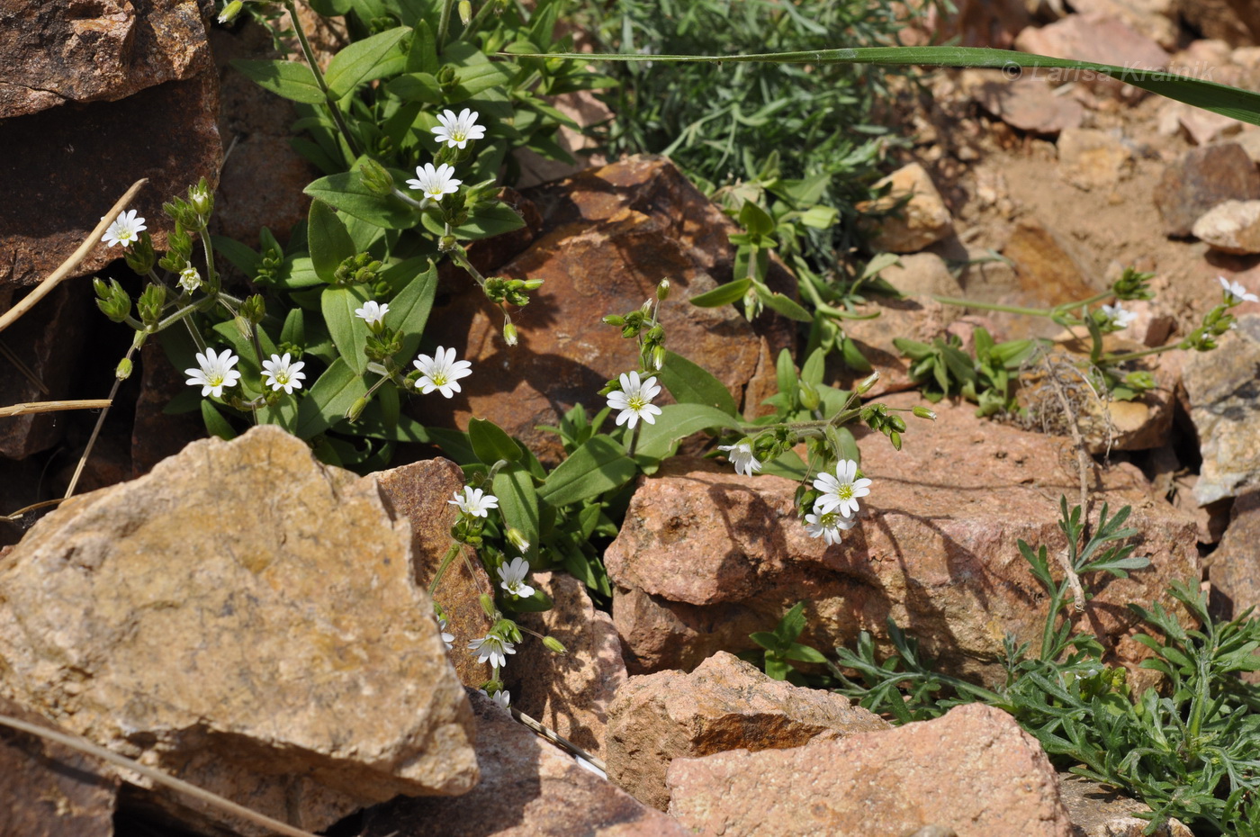 Изображение особи Cerastium fischerianum.