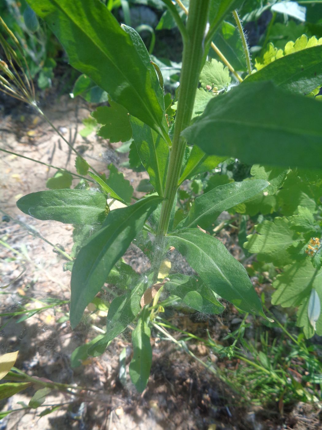 Image of genus Erysimum specimen.