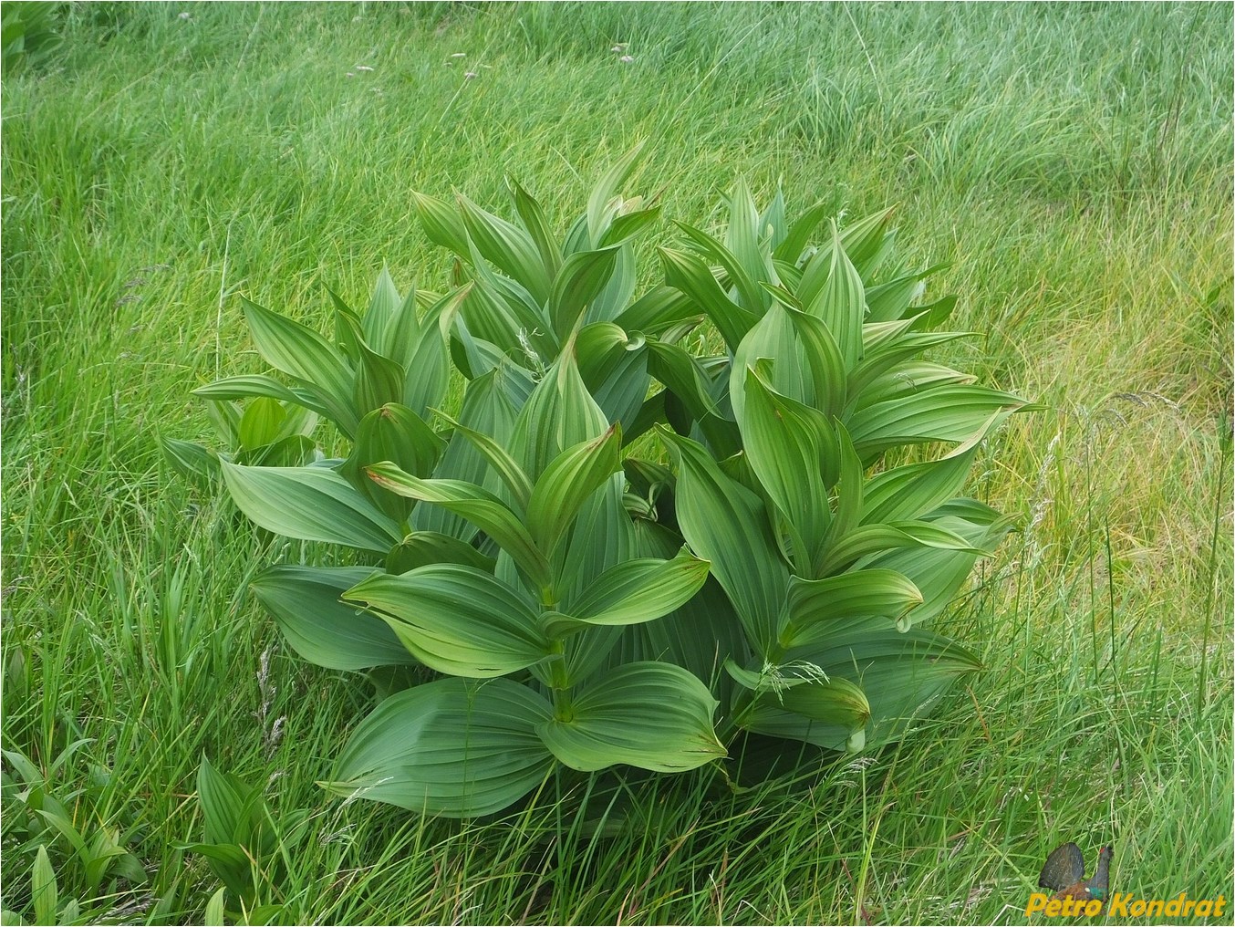 Image of Veratrum album specimen.