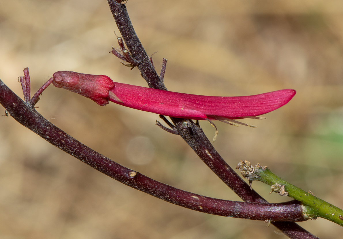 Image of Erythrina herbacea specimen.