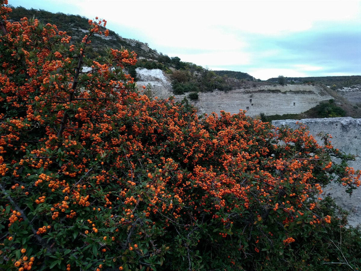 Изображение особи Pyracantha coccinea.