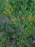 Spiraea hypericifolia. Плодоносящее растение. Алтай, Онгудайский р-н, низовья р. Урсул, ≈ 600 м н.у.м., степной склон. 10.06.2019.
