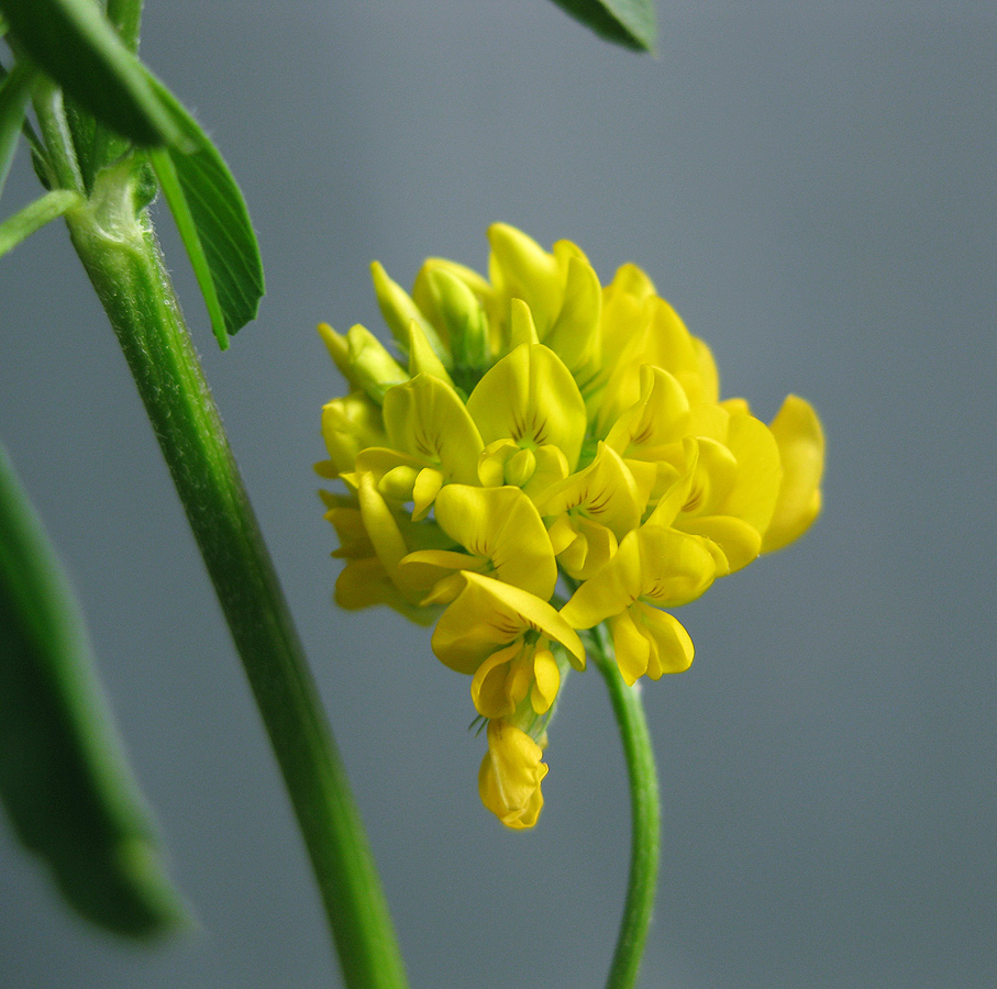 Image of Medicago &times; varia specimen.