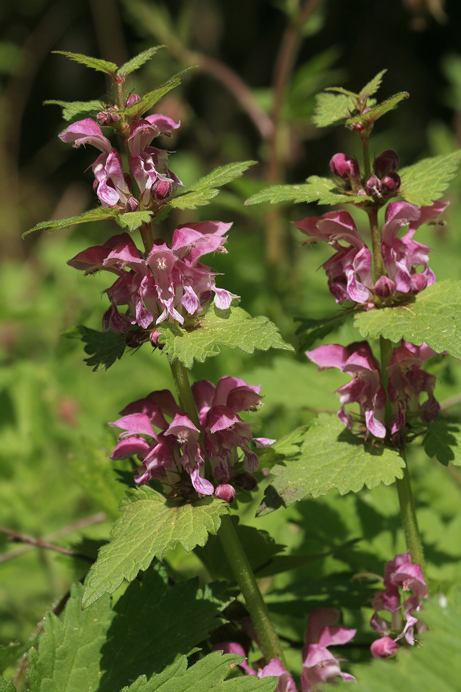 Image of Lamium maculatum specimen.