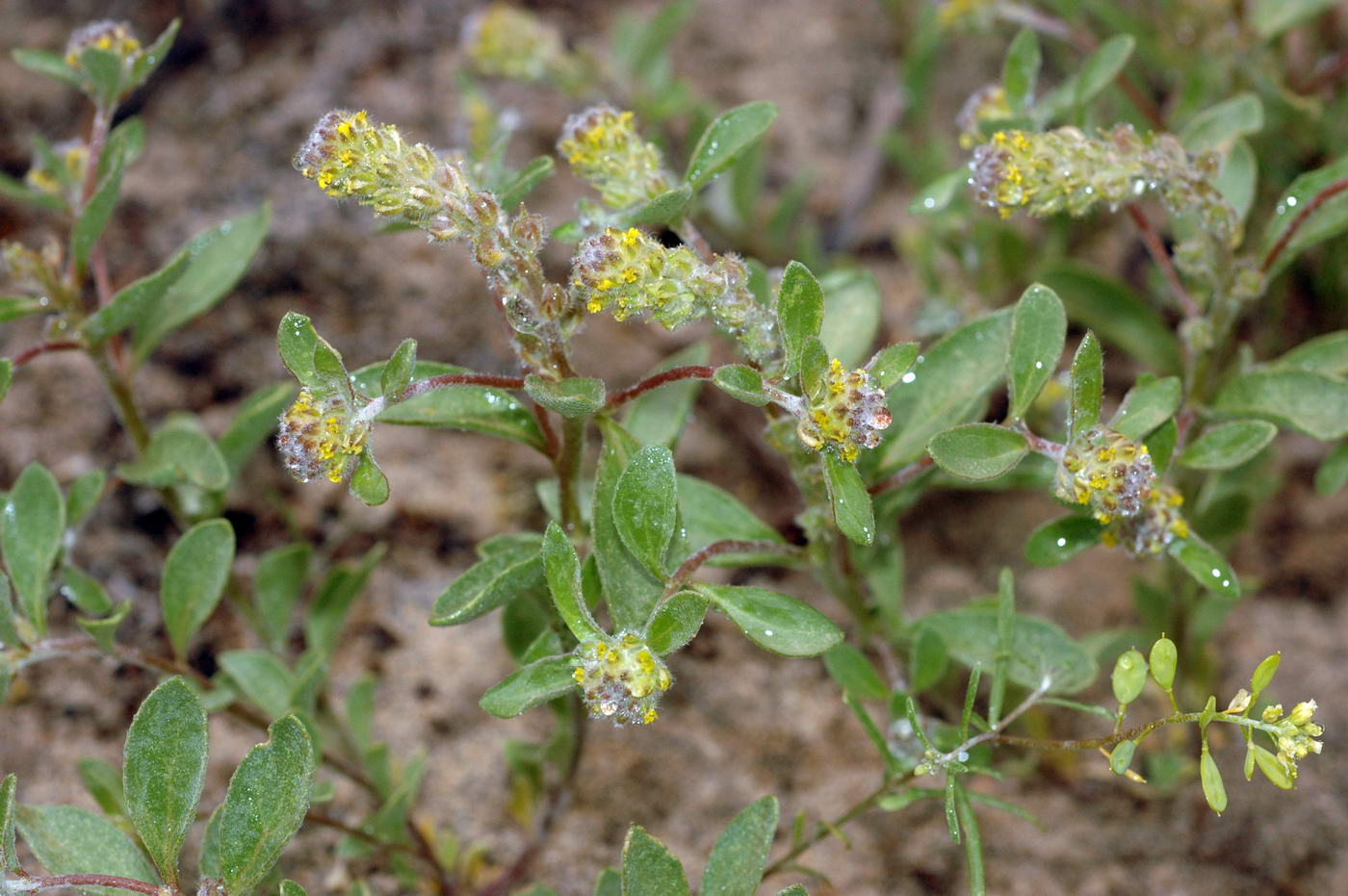 Image of Alyssum dasycarpum specimen.