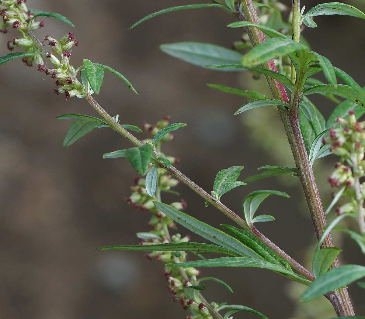 Изображение особи Artemisia vulgaris.