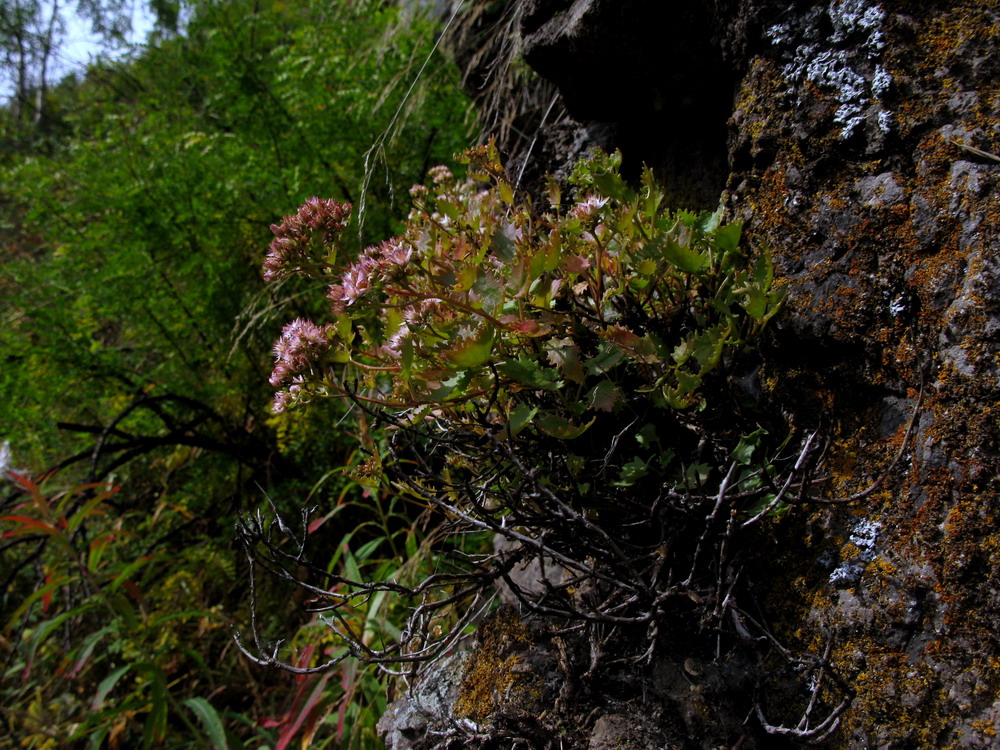 Image of Hylotelephium populifolium specimen.