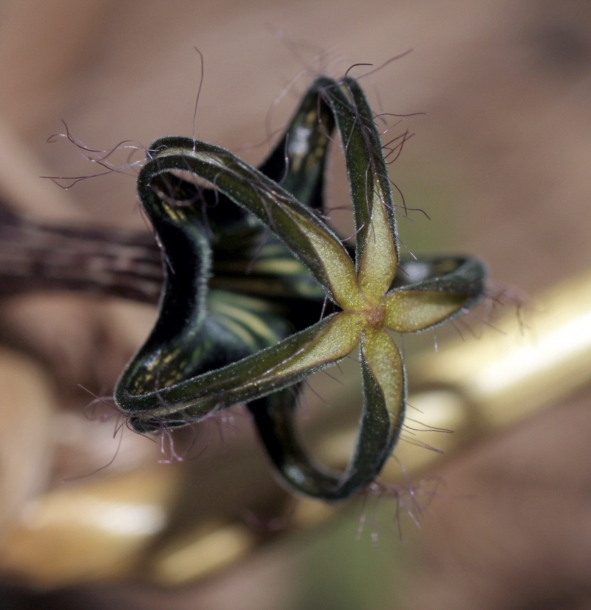 Изображение особи Ceropegia meyeri.