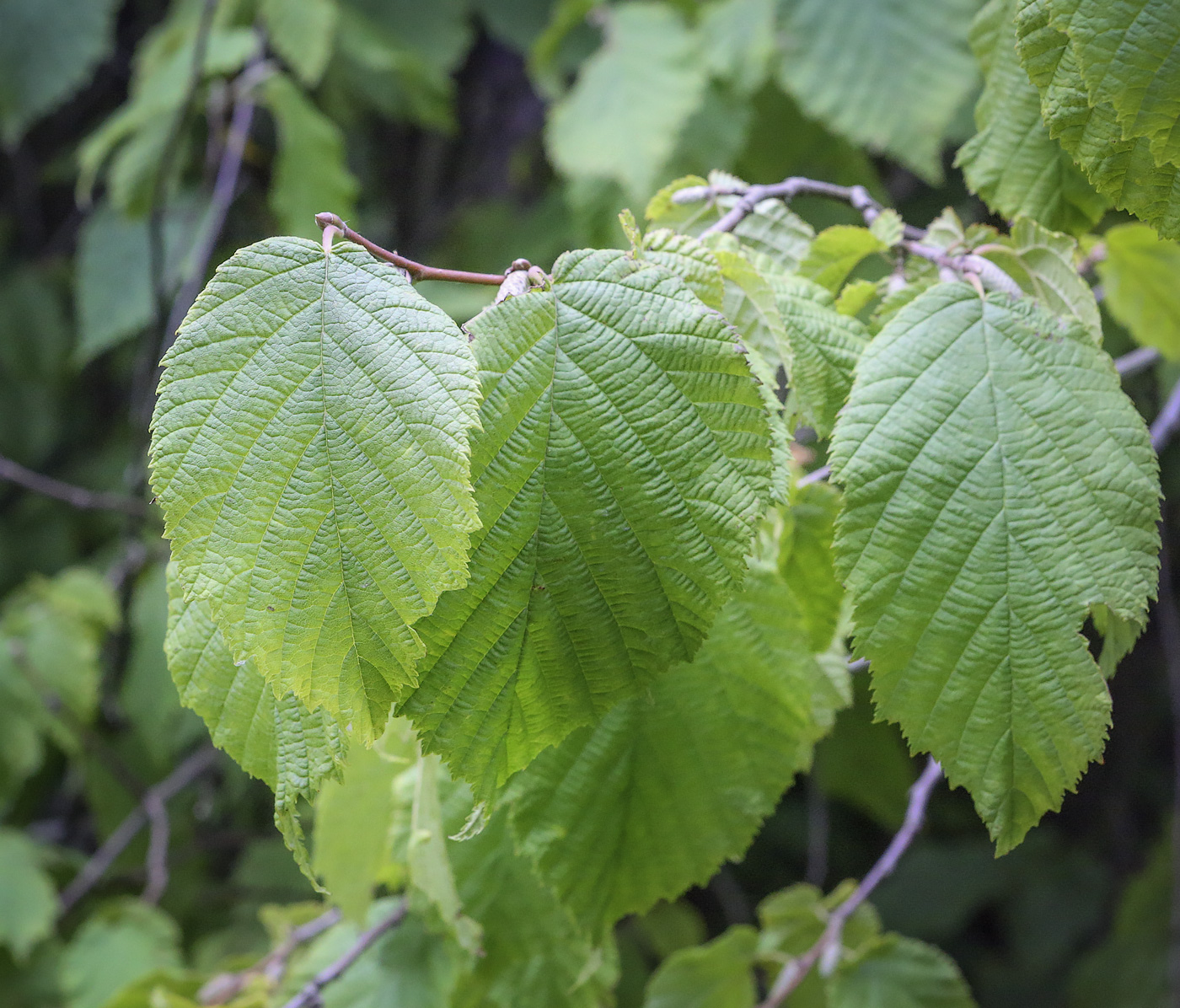 Изображение особи Corylus cornuta.