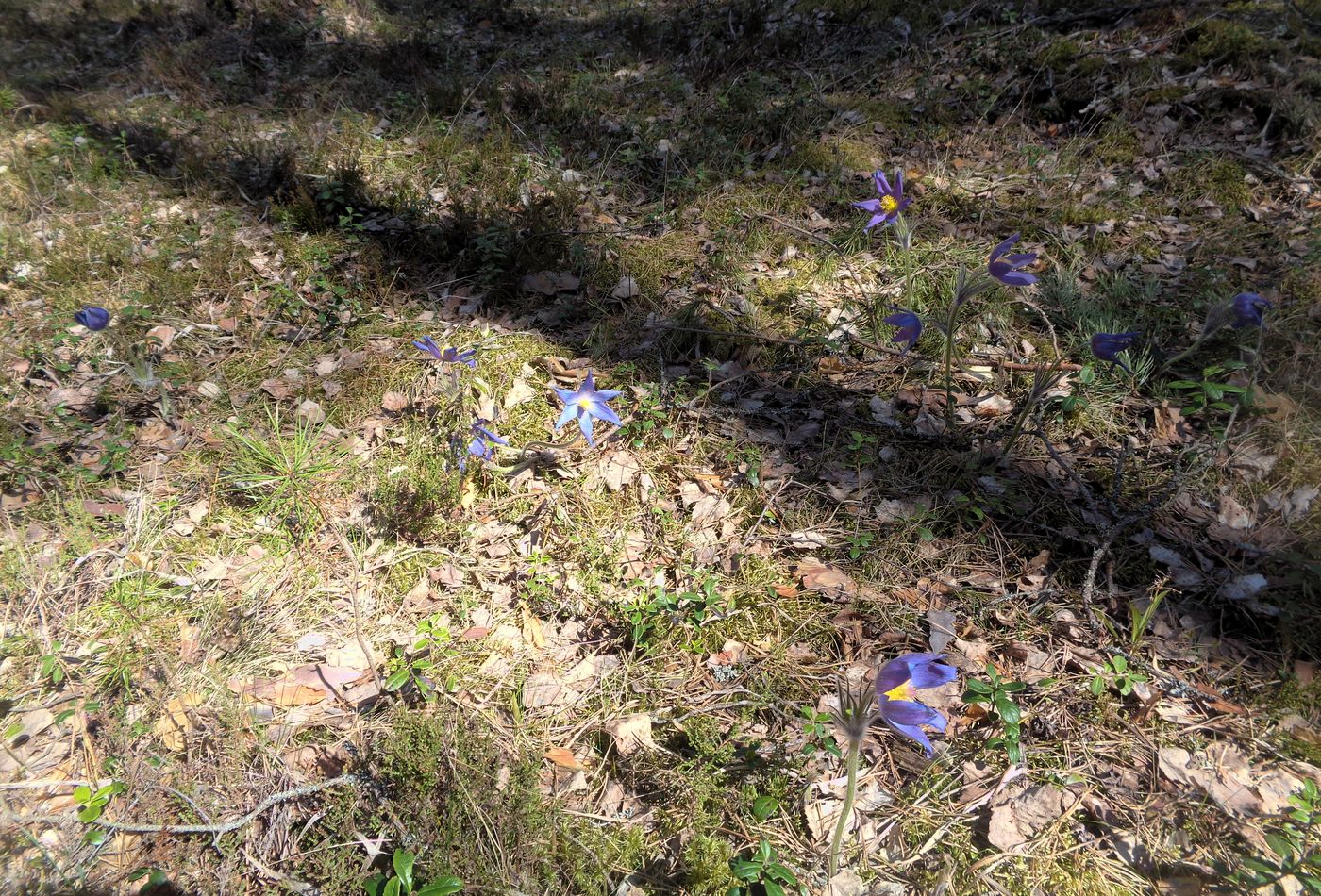 Image of Pulsatilla patens specimen.