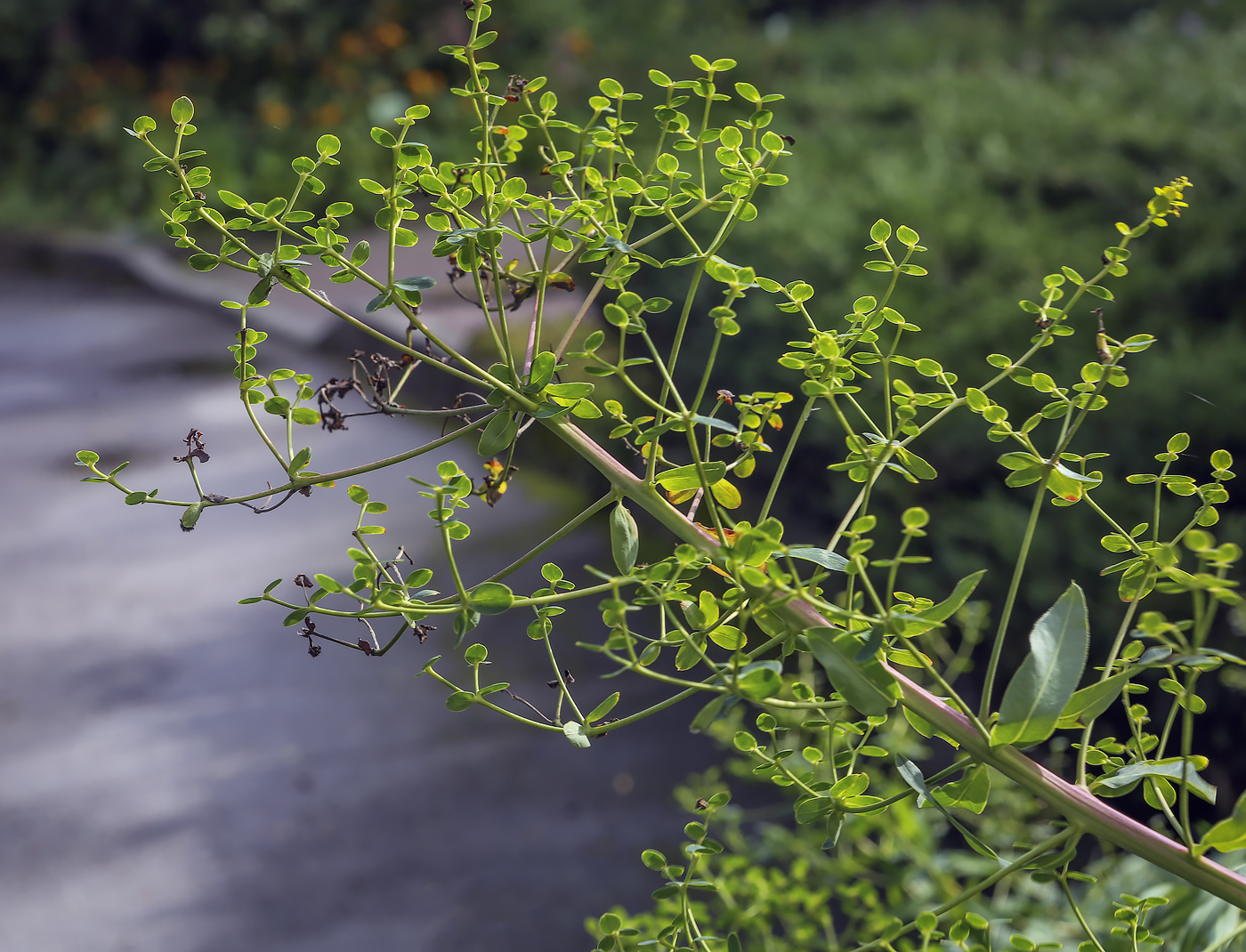 Image of genus Euphorbia specimen.