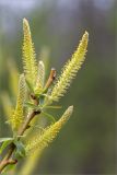 Salix triandra. Верхушка побега с соцветиями. Ленинградская обл., Ломоносовский р-н, берег р. Шингарка, обочина дороги у границы смешанного леса. 17.05.2020.