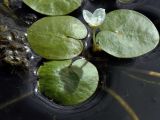 Смотреть изображение Hydrocharis morsus-ranae