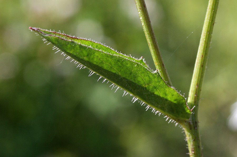 Image of Picris hieracioides specimen.