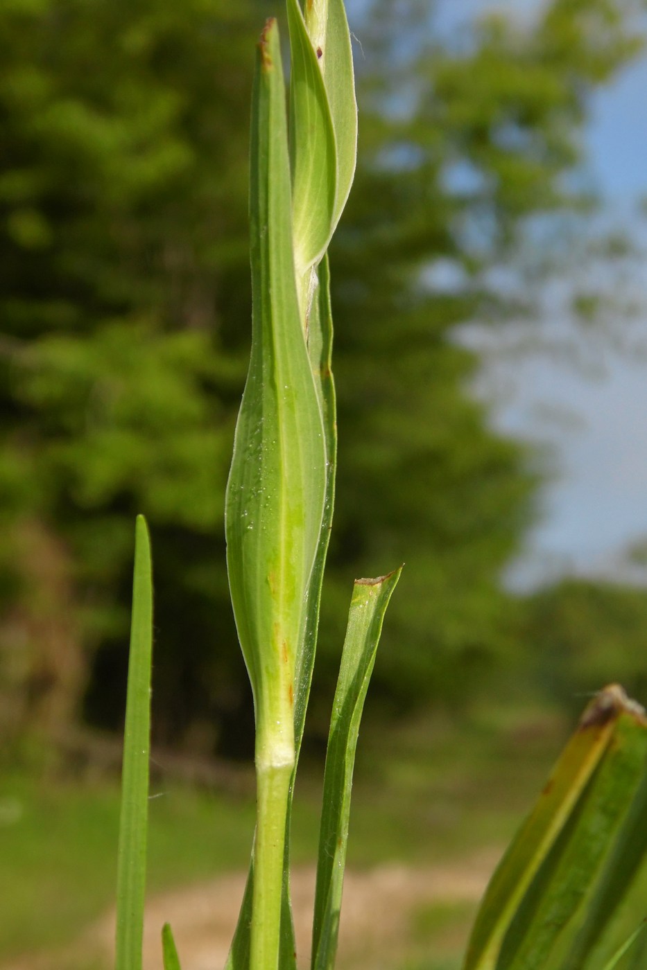 Изображение особи род Tragopogon.