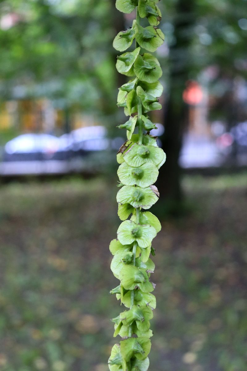 Image of Pterocarya fraxinifolia specimen.