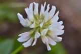 Trifolium raddeanum. Соцветие. Республика Северная Осетия-Алания, Ирафский р-н, Большой Кавказ, правый берег р. Даргонком, у начала морены ледника Донисарцете, ≈ 2640 м н.у.м., альпийский луг. 05.07.2021.