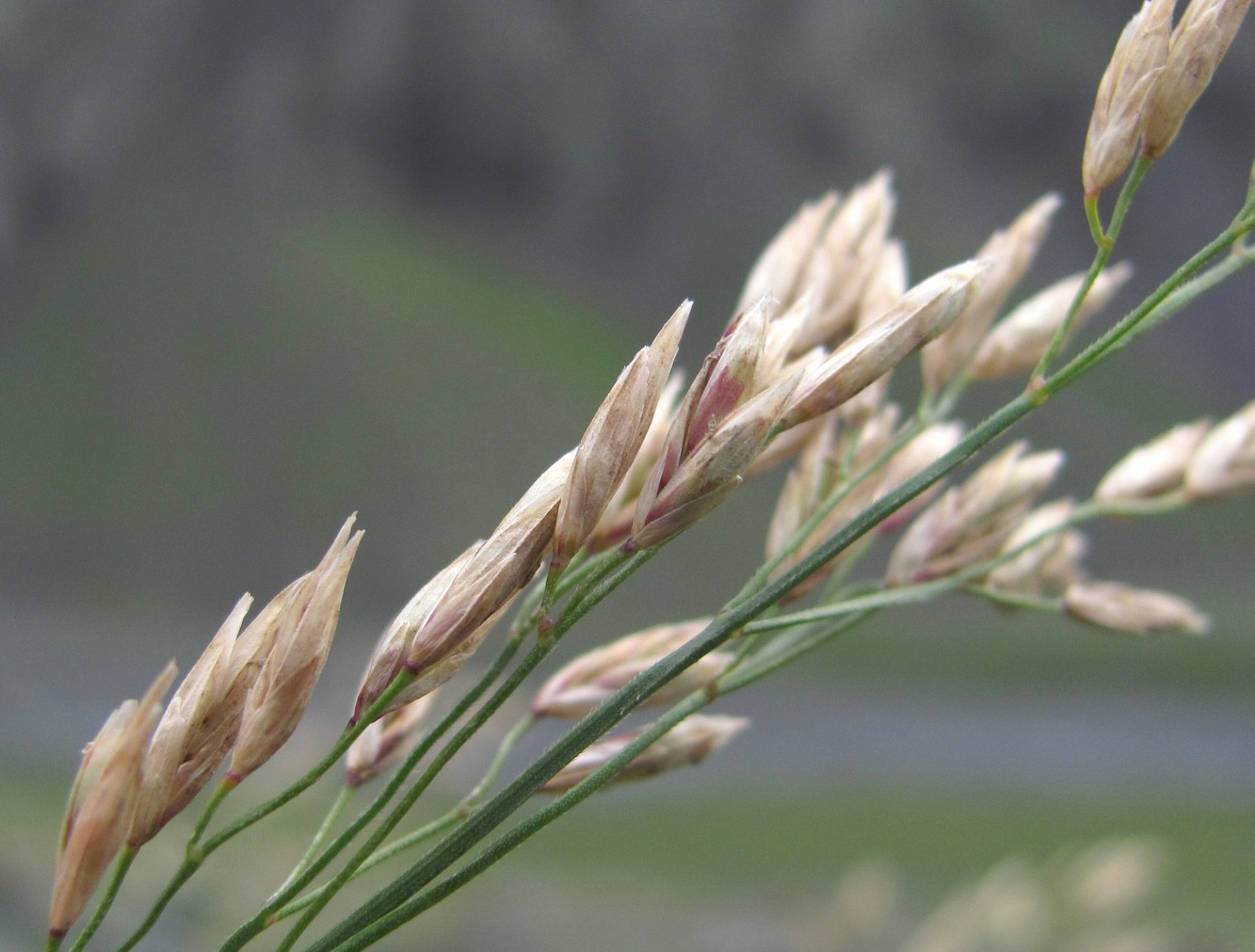 Изображение особи Festuca caucasica.