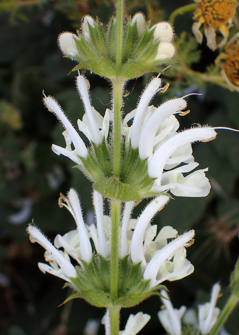 Image of Salvia argentea specimen.