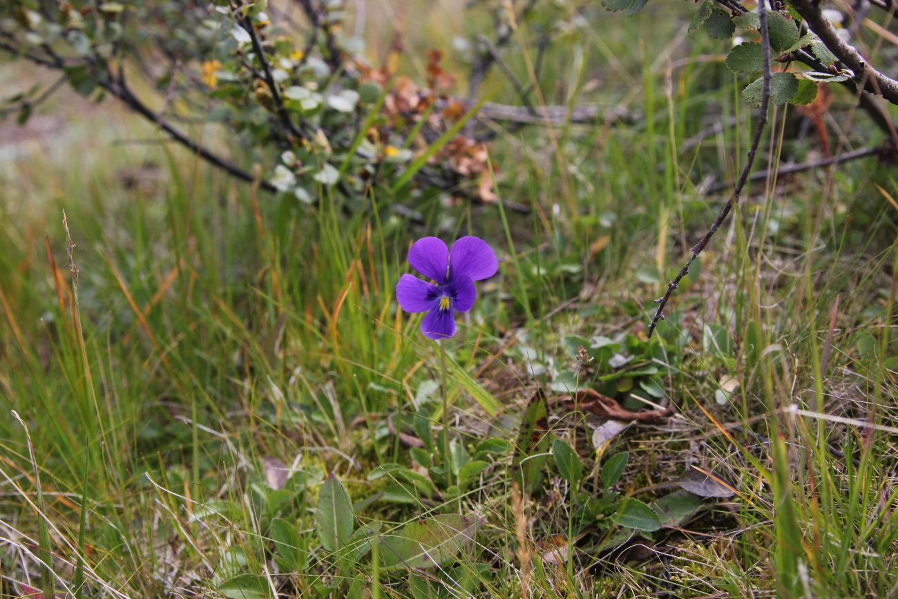 Изображение особи Viola altaica.
