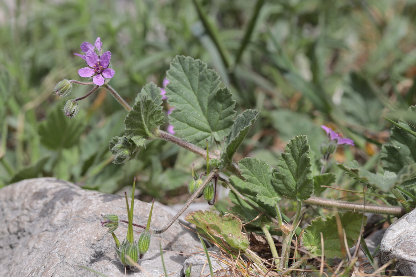 Изображение особи Erodium malacoides.